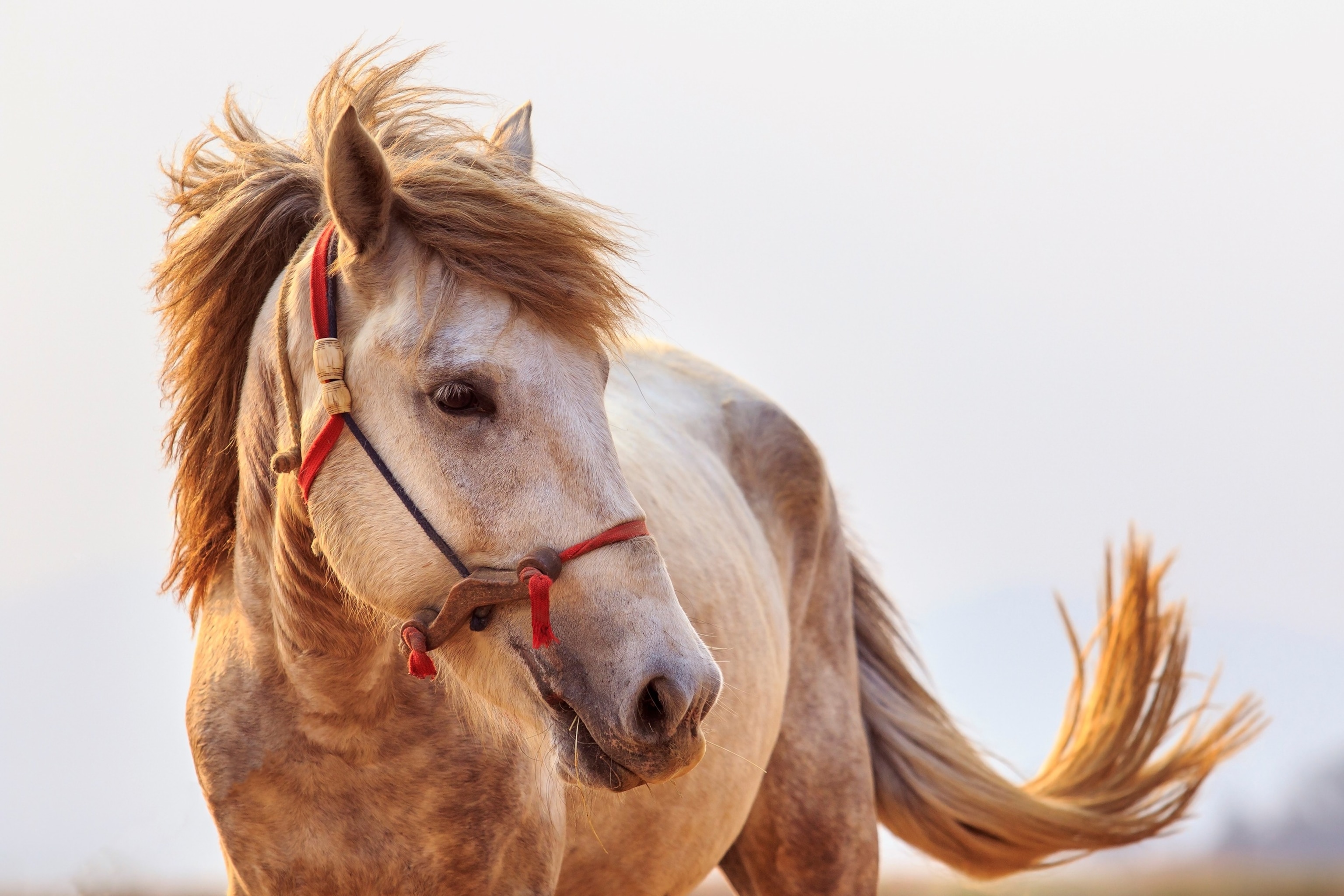 PHOTO: An undated photo of a horse.
