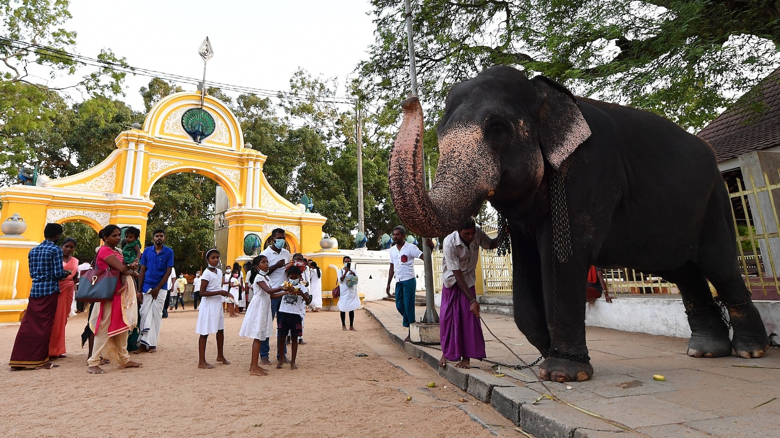 Global warming could increase risk of human-elephant conflict, researchers say