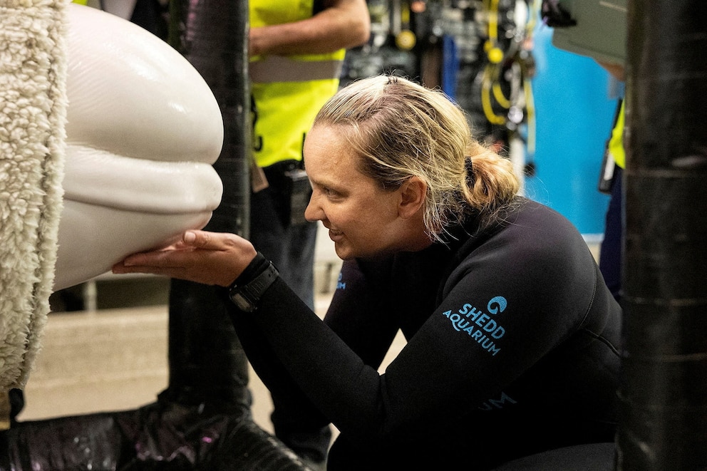 PHOTO: A member of the relocation team touches a beluga whale, one of the first batch of six to be transported to aquariums in the U.S., after its relocation to the Shedd Aquarium in Chicago, on July 21, 2026.