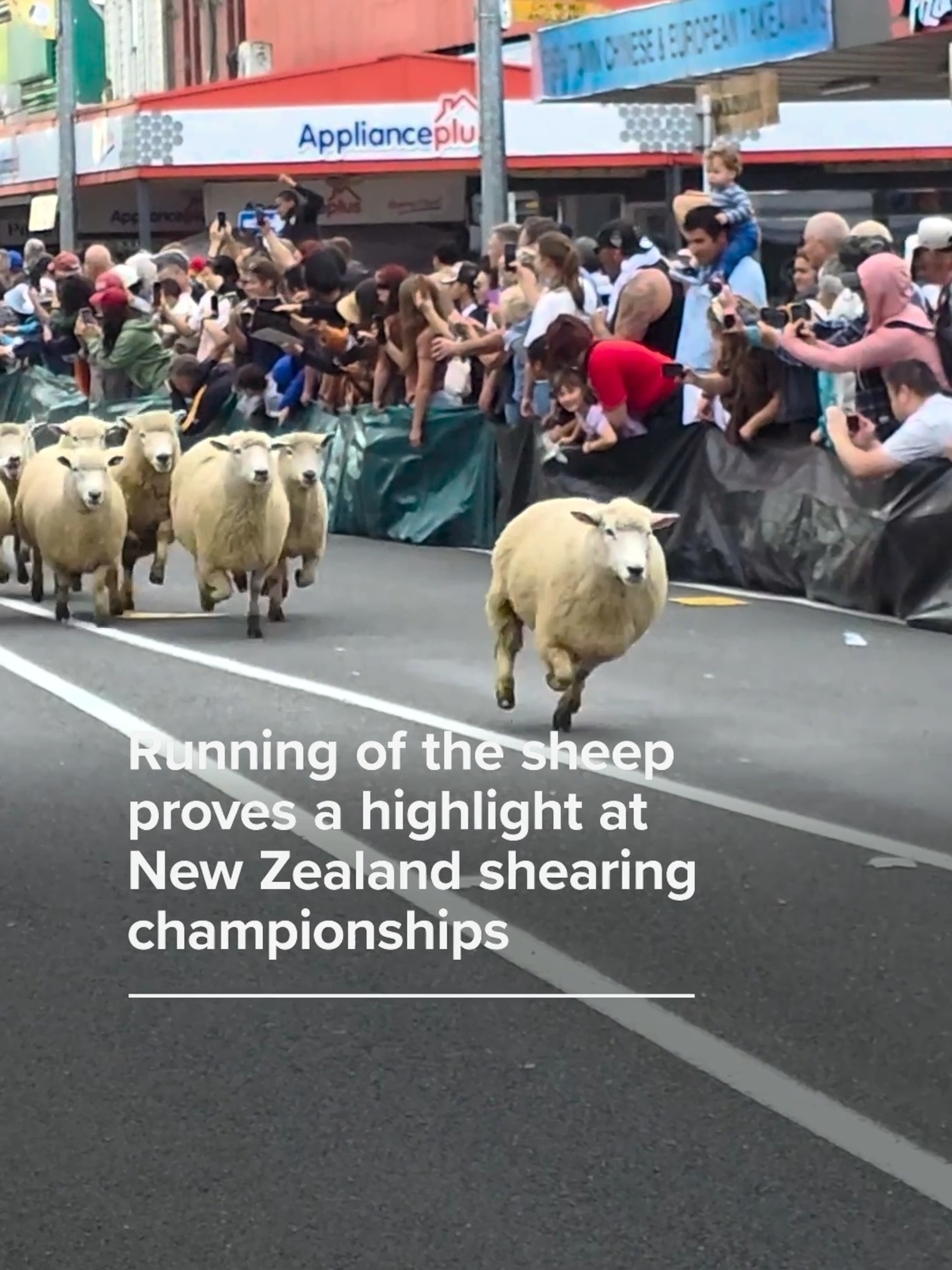 Video Running of the sheep proves a highlight at New Zealand