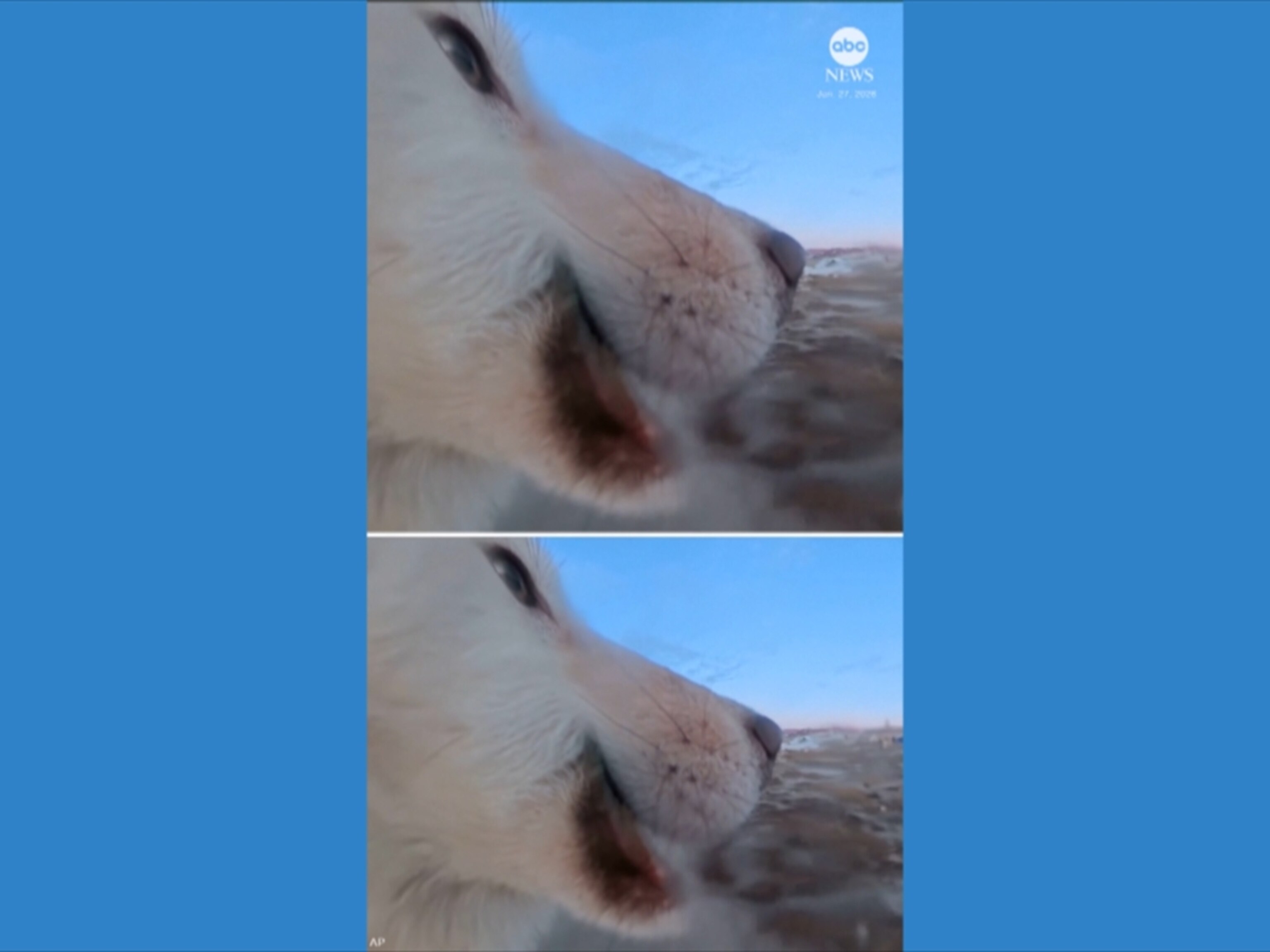 260204_abc_social_dog_hpMain_4