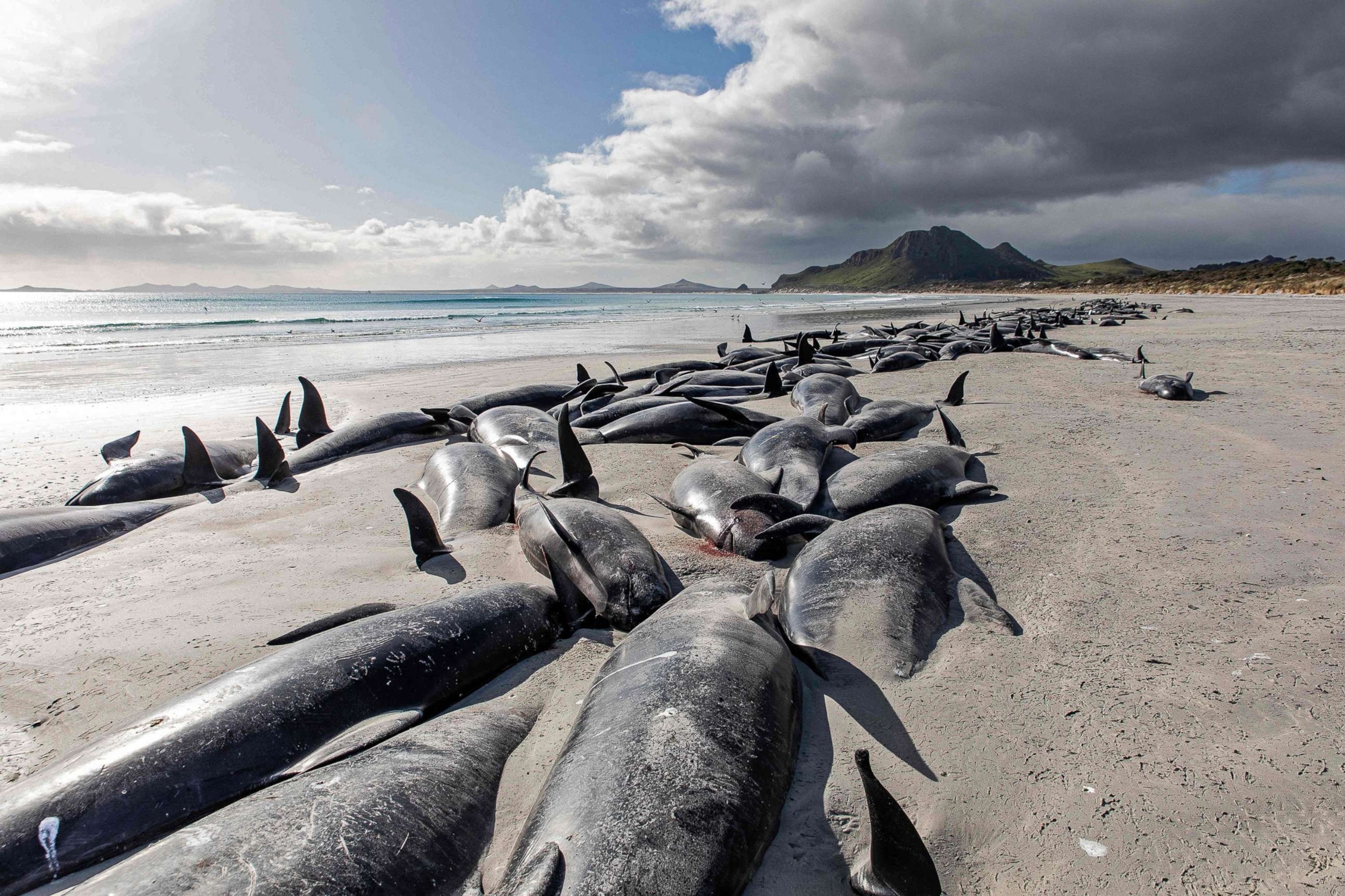 Hundreds of whales beached on New Zealand islands - ABC News