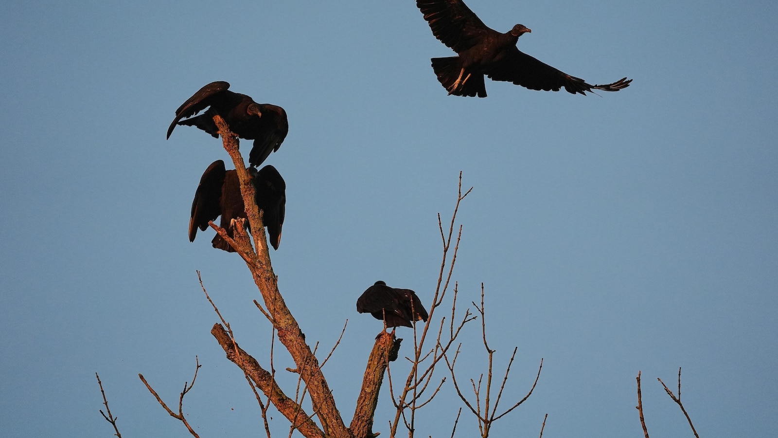 Black vultures attack and kill cattle. Climate change is one reason they're spreading