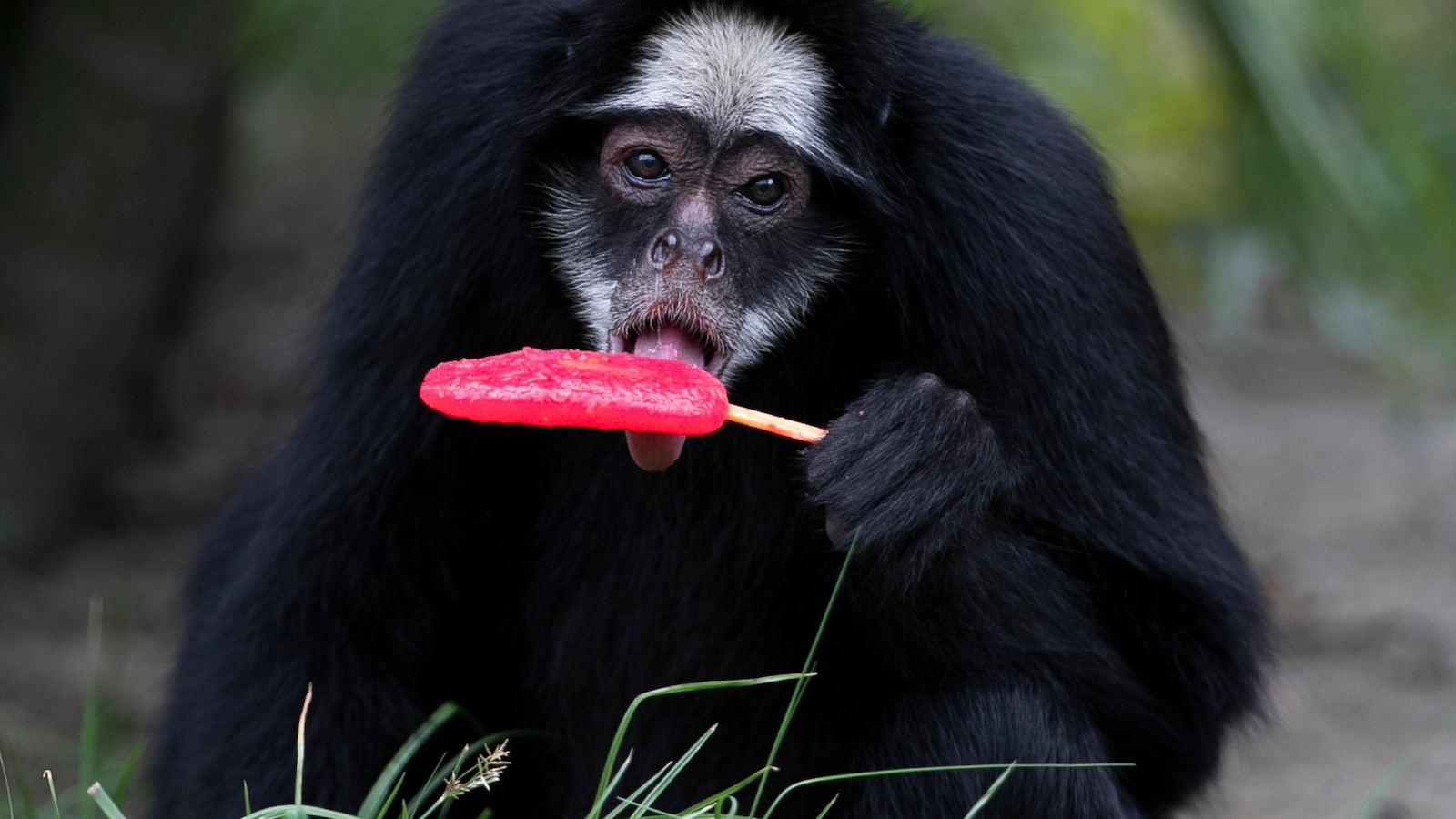 Животни от зоологическата градина на Рио де Жанейро, почерпени с попски, докато градът е изправен пред знойно време
