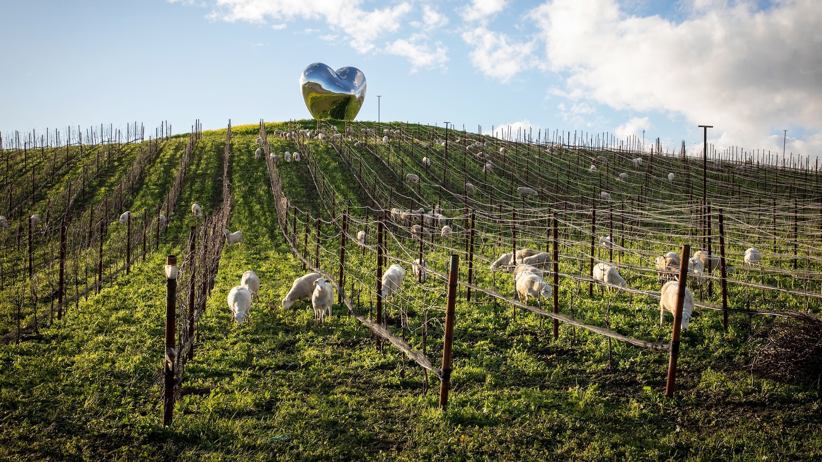 Innovative strategies the wine industry is using to adjust to climate change