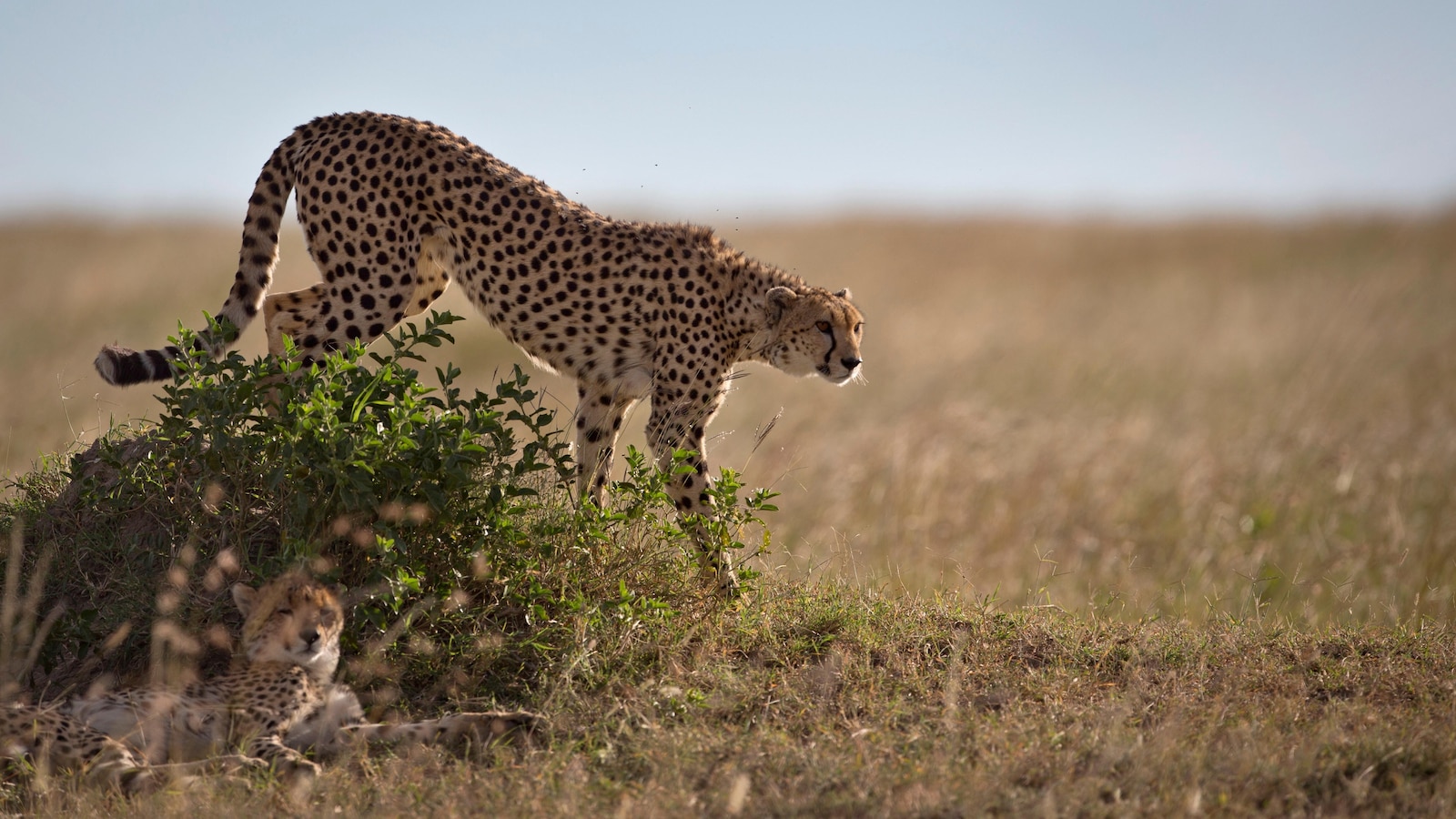 Американският зоолог Лори Маркър събира и съхранява екземпляри в банка