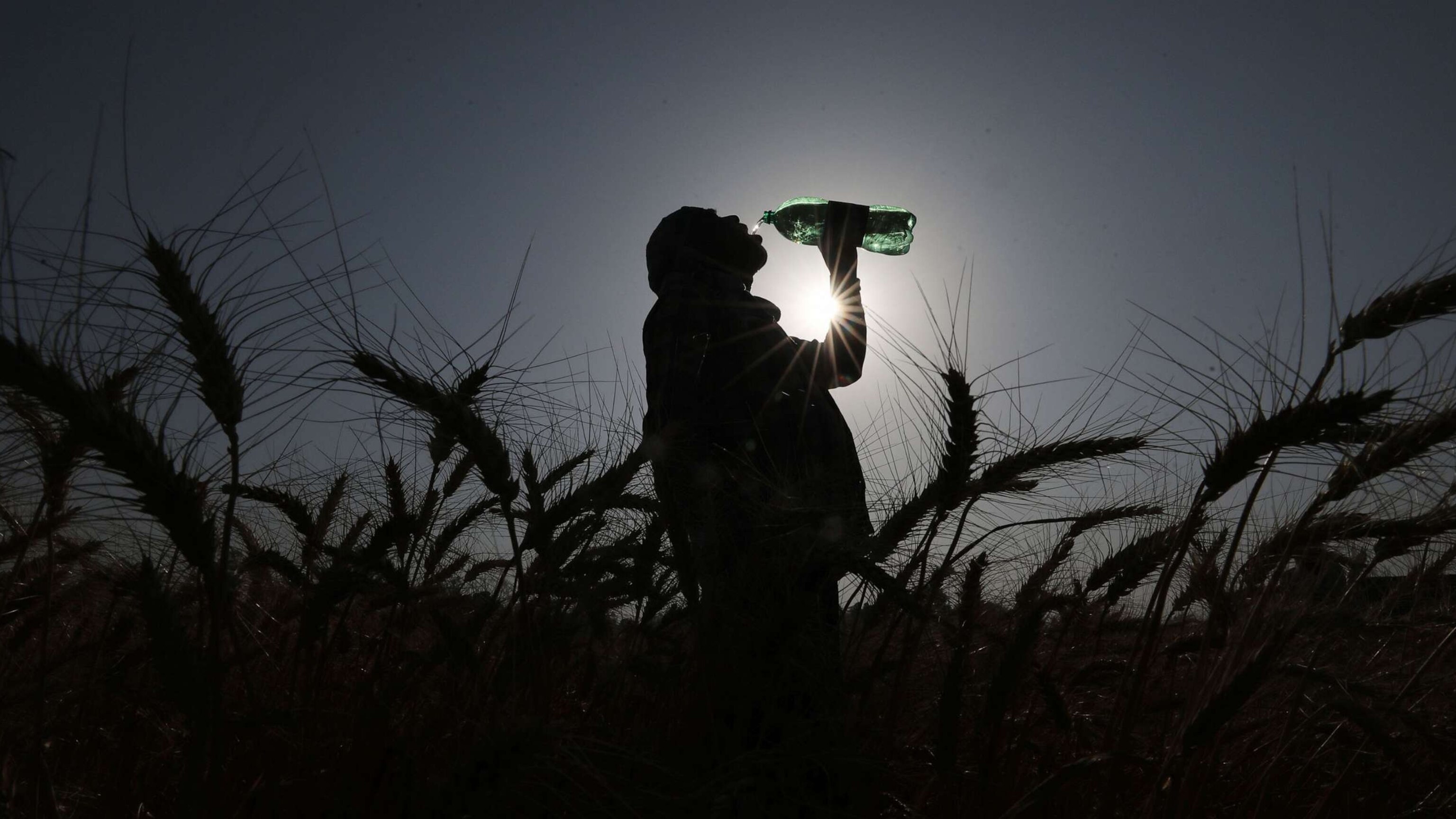 PHOTO: A farmer drinks water as he harvests wheat on the outskirts of Jammu, the winter capital of India-controlled Kashmir, April 30, 2022.