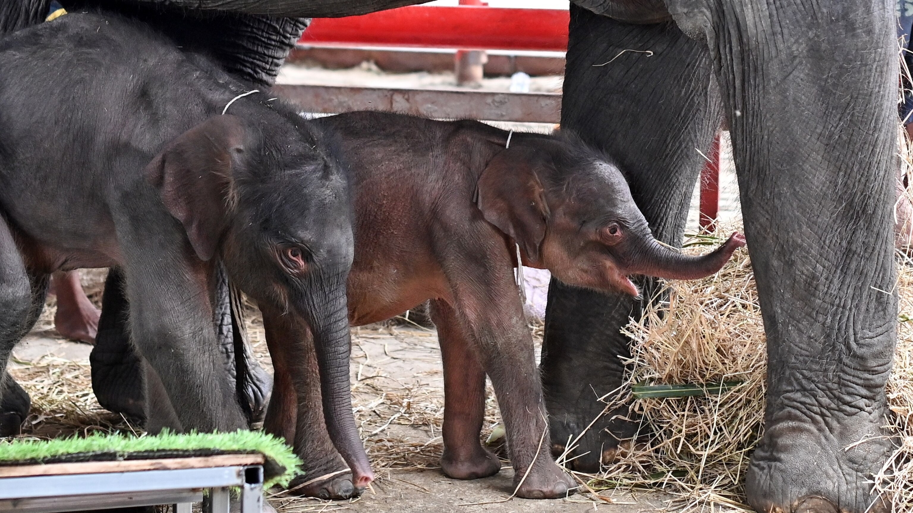 Rare 'miracle' elephant twins born in Thailand - ABC News