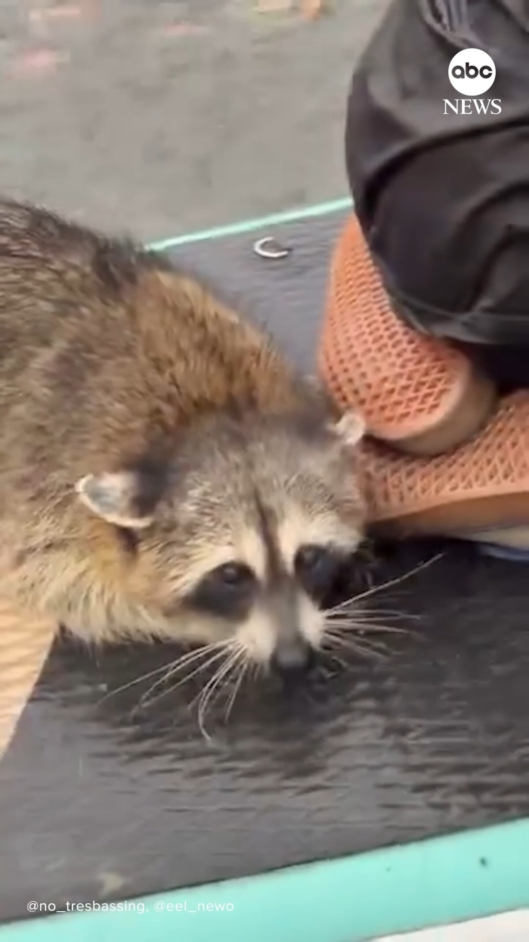 Video Raccoon rescued by paddleboarders during heavy rain - ABC News