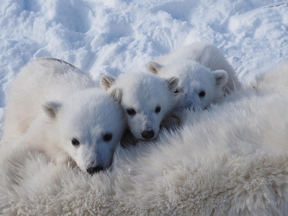 PHOTO: Three polar bear cubs gather around their tranquilized mother.
