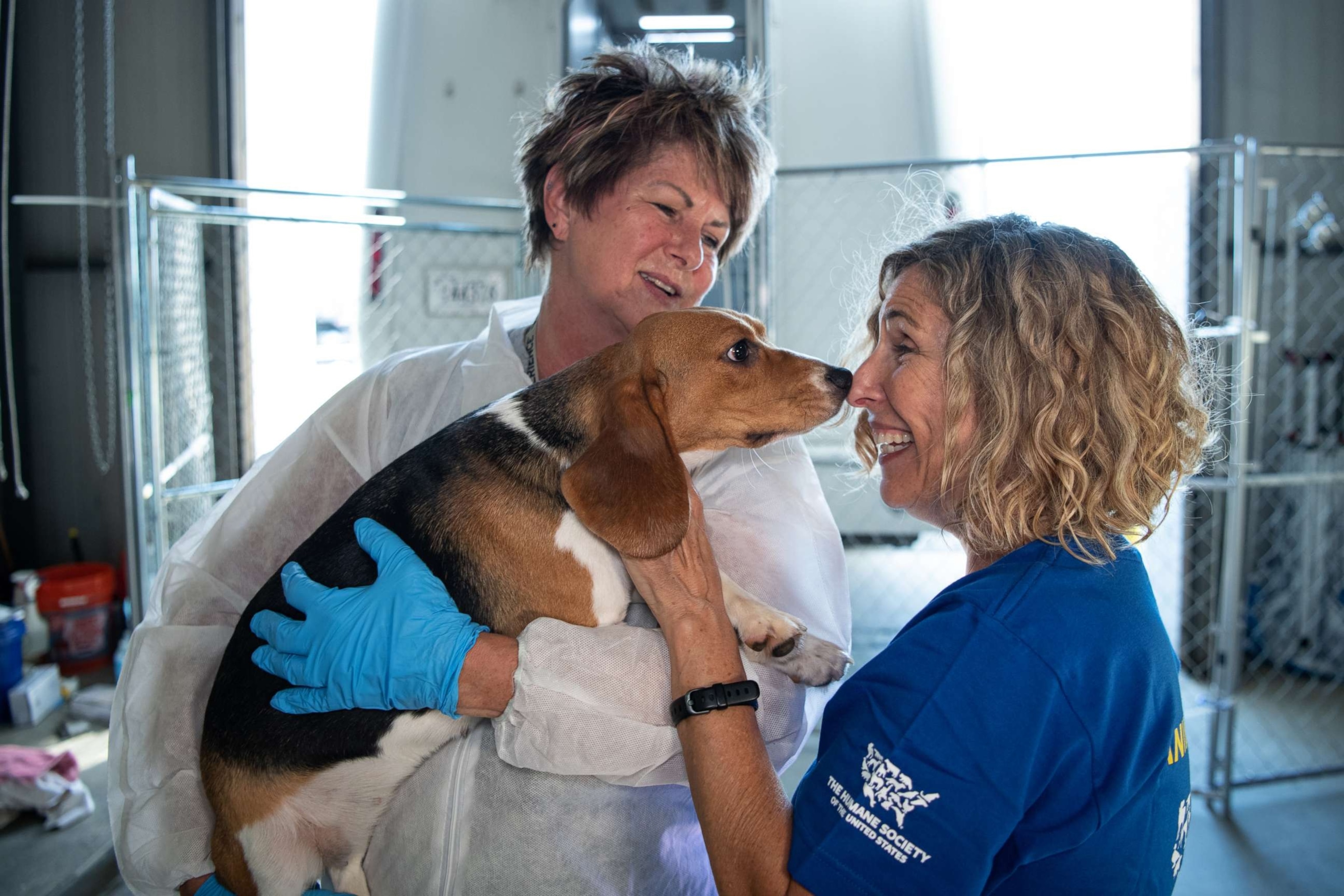 PHOTO: Kitty Block, President and CEO of the Humane Society of the United States greets beagles on September 1, 2022, at the organization’s care and rehabilitation center in Maryland.