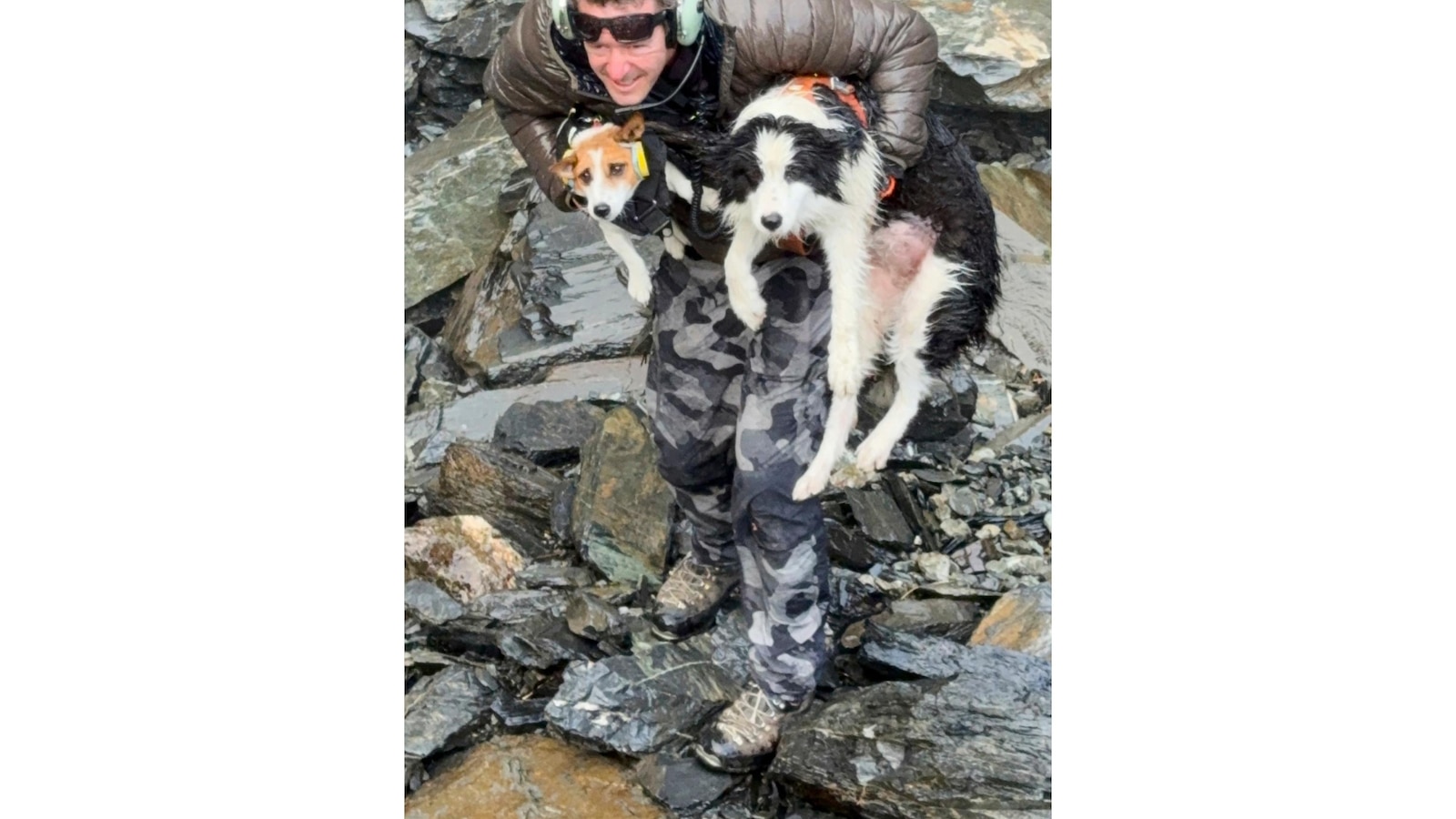 تم إنقاذ كلب المتجول في الغابة بواسطة مروحية بعد البحث عن أموال شخص غريب