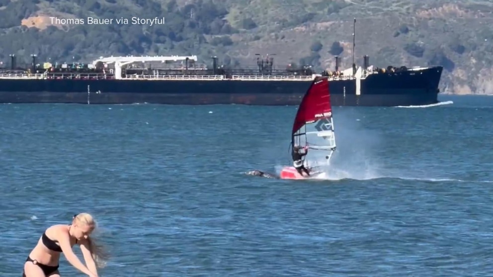 Video Windsurfer collides with whale in San Francisco Bay