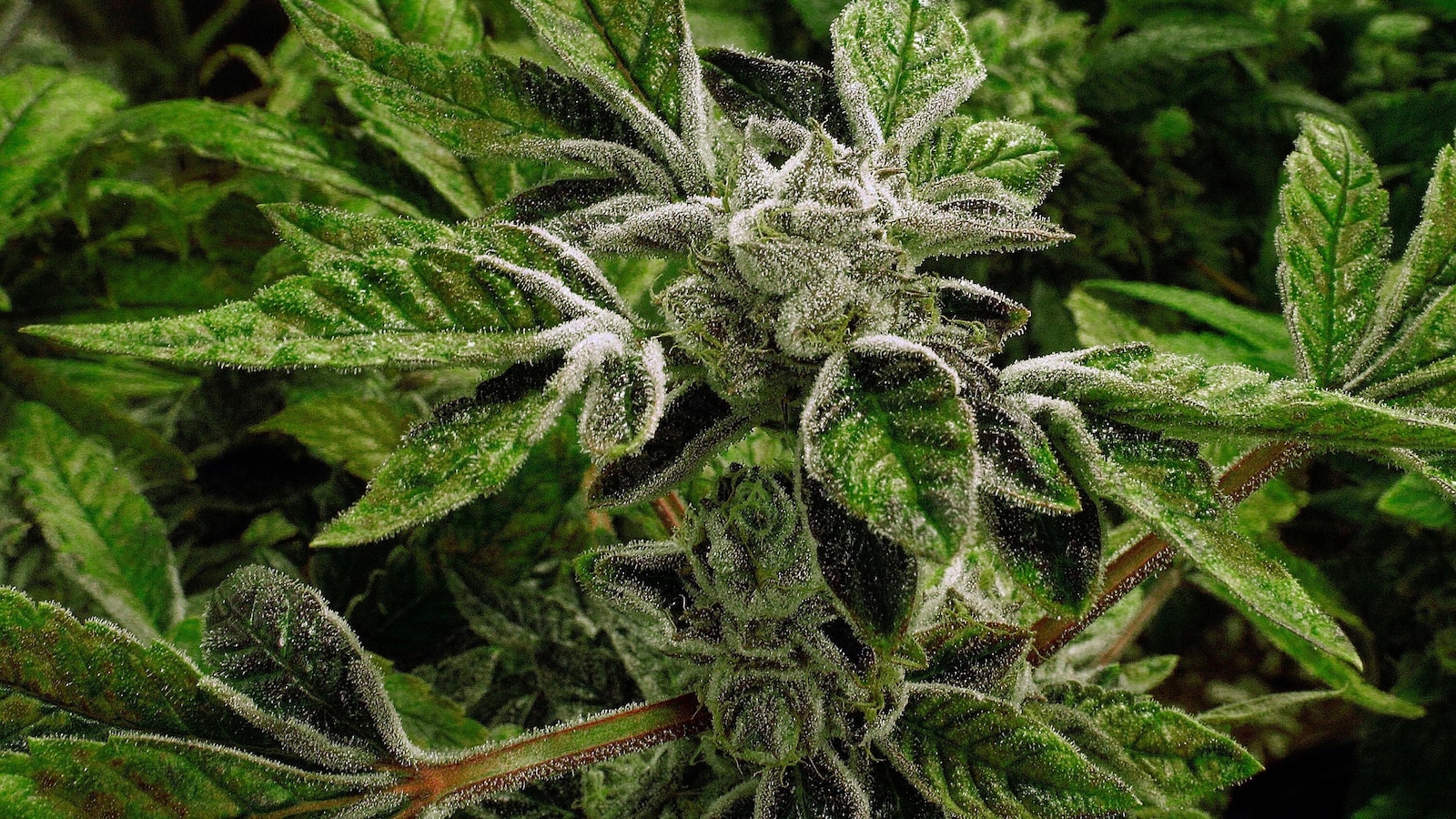 Federal Government Moves State-Licensed Medical Marijuana to Schedule III