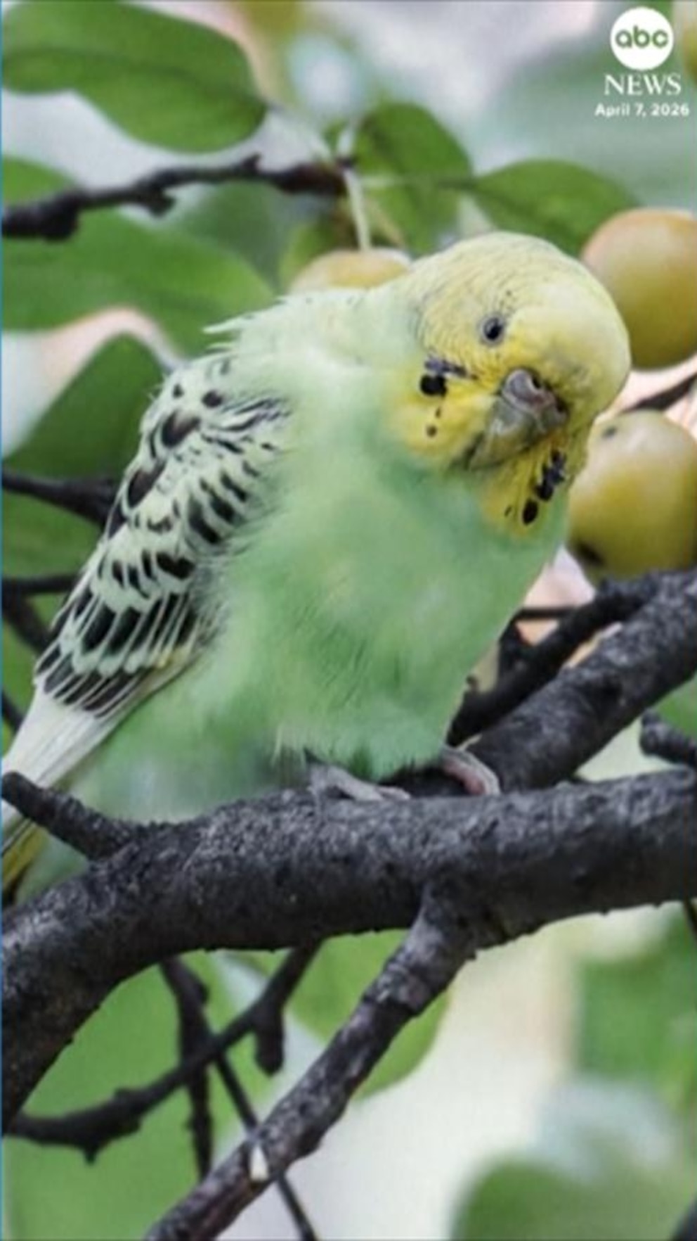 Video Parakeet rescued after it was found in New York's Central Park