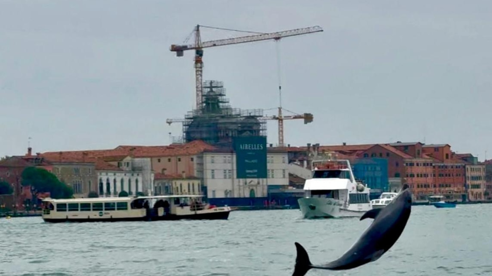 Venice’s newest marvel is a wild, acrobatic dolphin. His refusal to leave puts him in danger