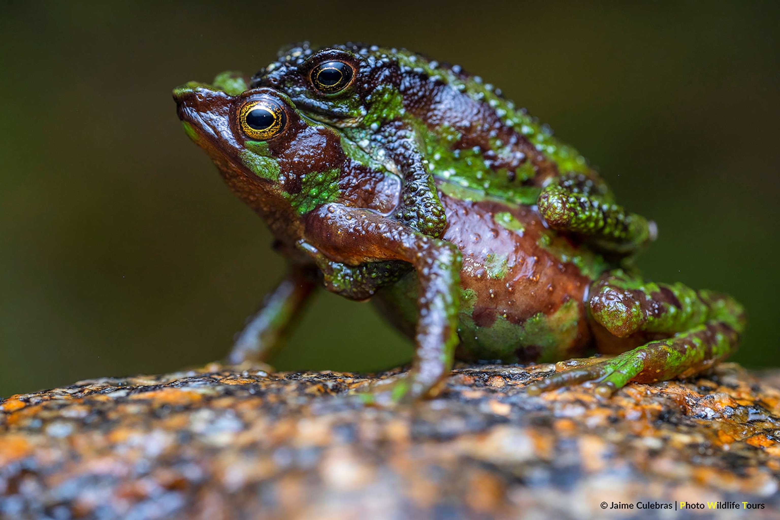 PHOTO: Morona-Santiago Stubfoot Toad (Atelopus halihelos) in Ecuador is critically endangered.