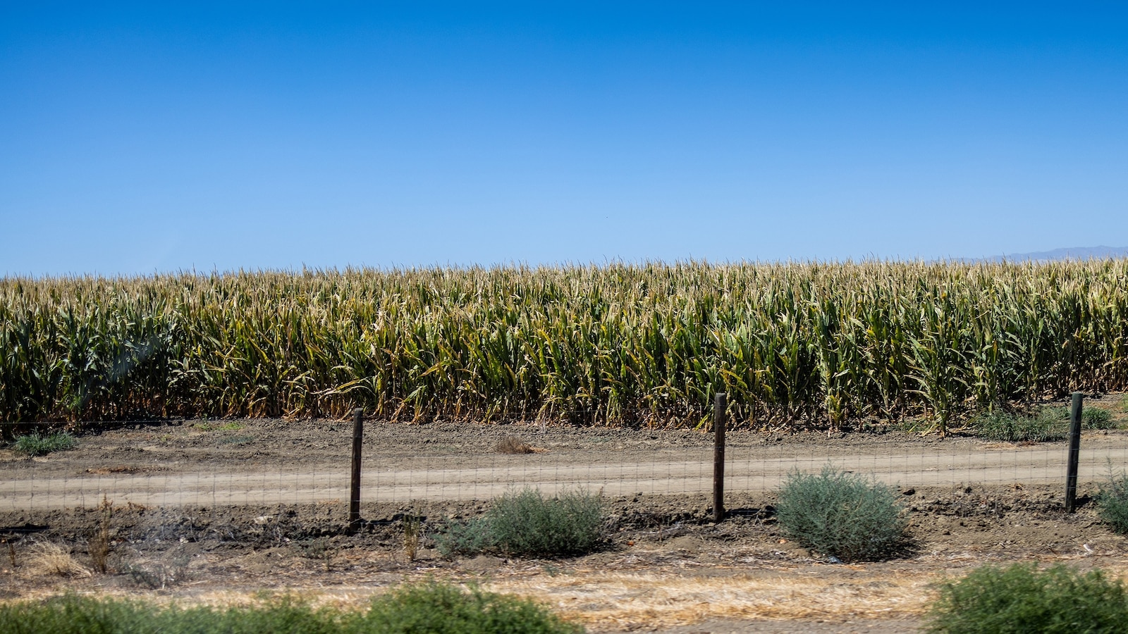 What are 'corn sweats' and how do they exacerbate heat waves?