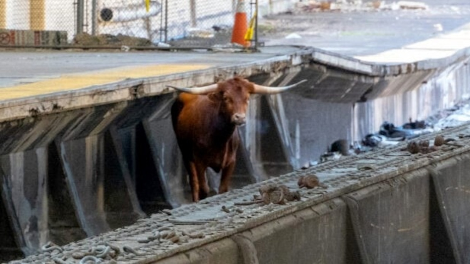 bull-gets-loose-on-tracks-at-newark-penn-station-taken-into-custody