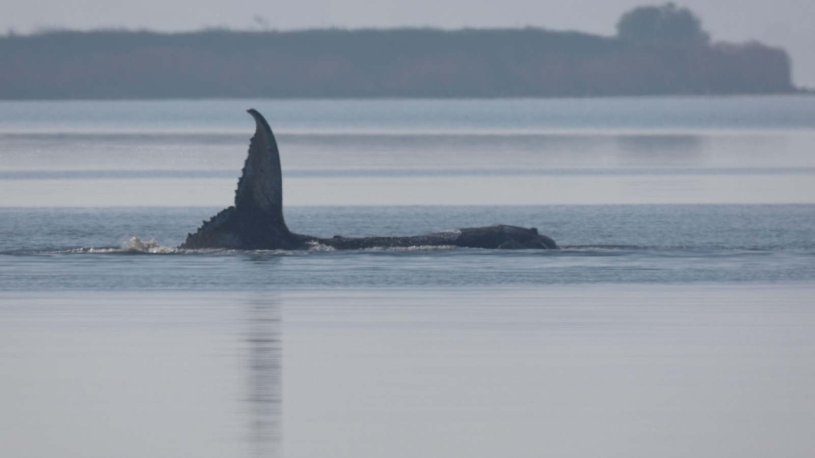 What to know about Timmy, the humpback whale that's sick and stranded in Baltic Sea
