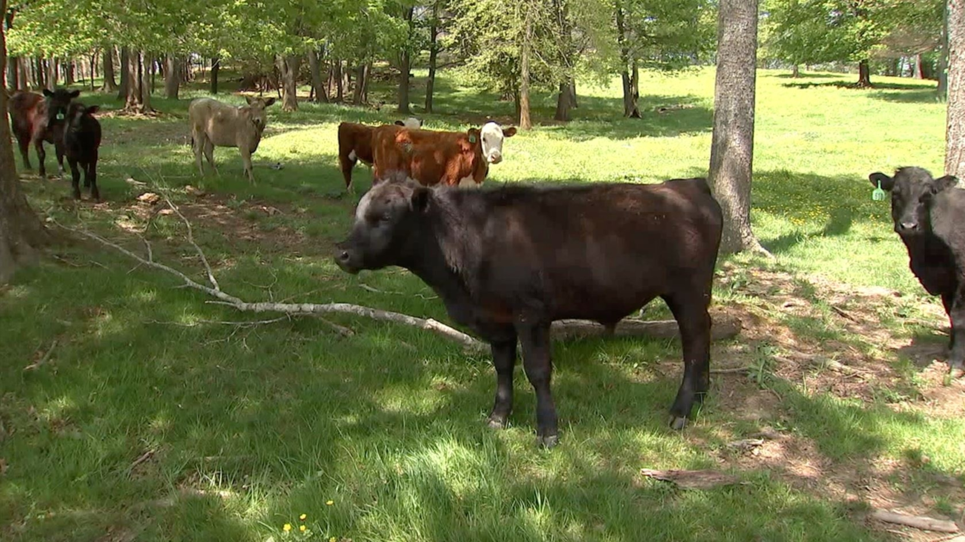 PHOTO: Cows led the Boone Police Department officers to Minton, who fled after a traffic stop.