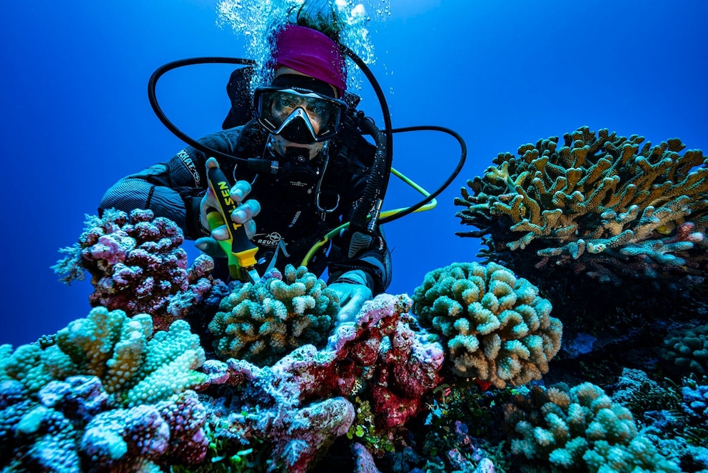 PHOTO: Biologist Laeticia Hedouin studies the corals located on the outer slope of the lagoon, on the side facing the ocean on November 29, 2021 in Tatakoto, French Polynesia.