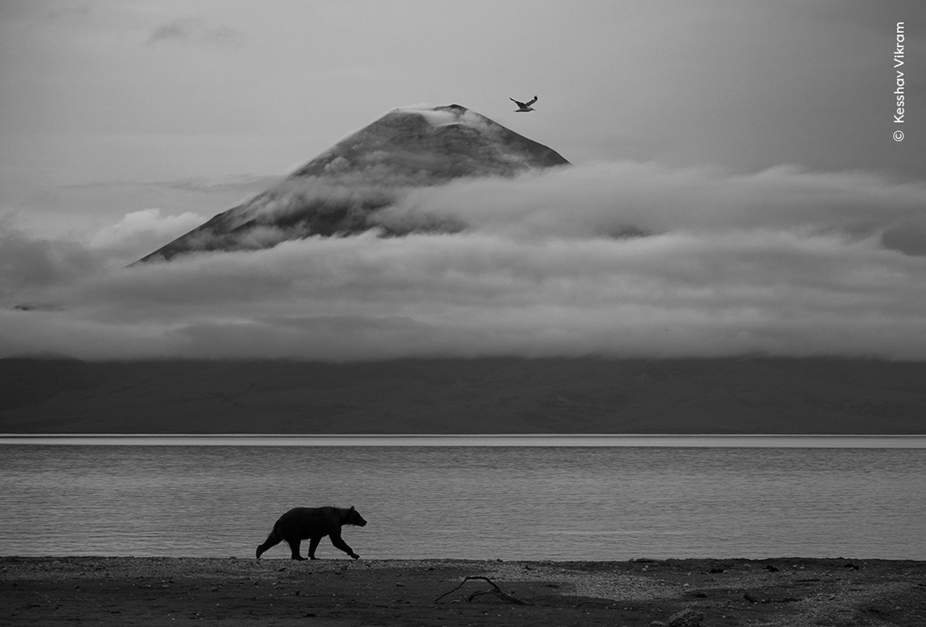 PHOTO: 2025 Wildlife Photographer of the Year