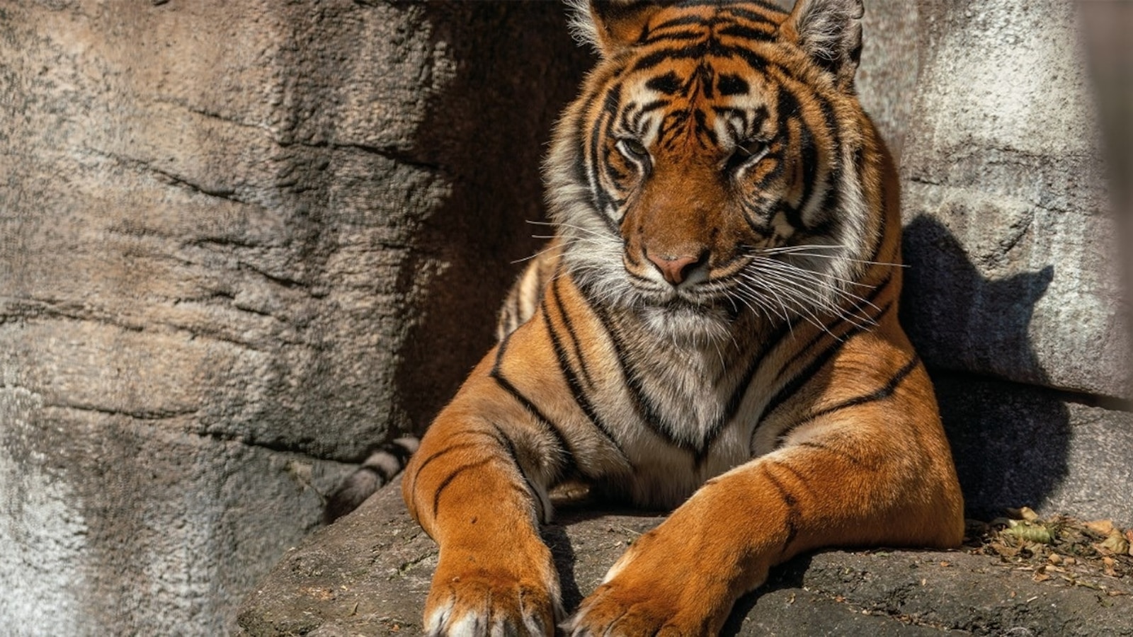 Denmark zoo asks for people to donate their pets to feed its predators