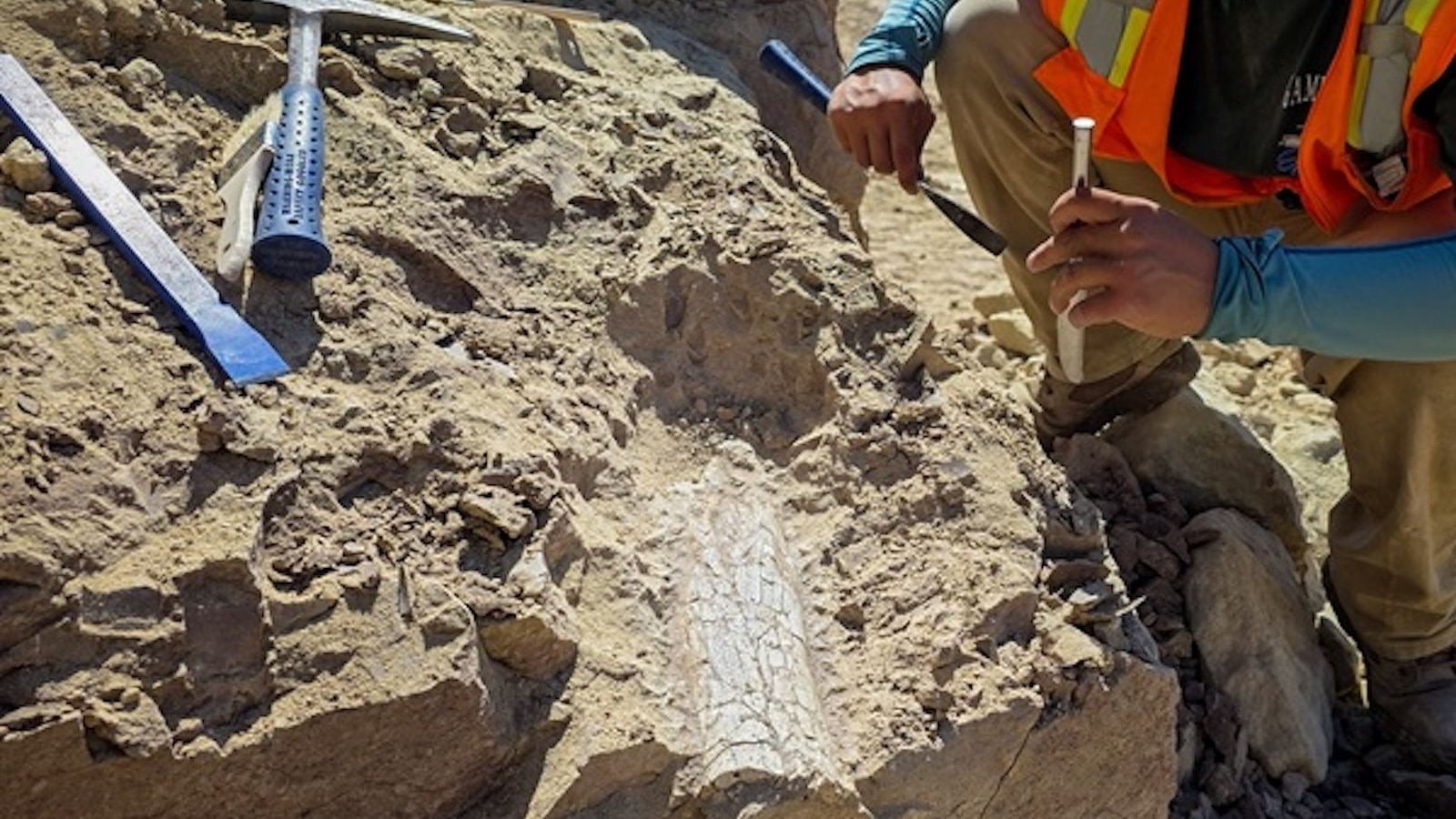 The fossilized remains of a possible "thunder beast" have been found at a Southern California construction site, and paleontologists believe the bones are up to 45 million years old.