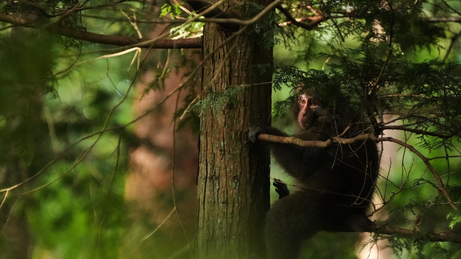 In Japan's Northern Alps, residents battle monkeys to protect homes and farms