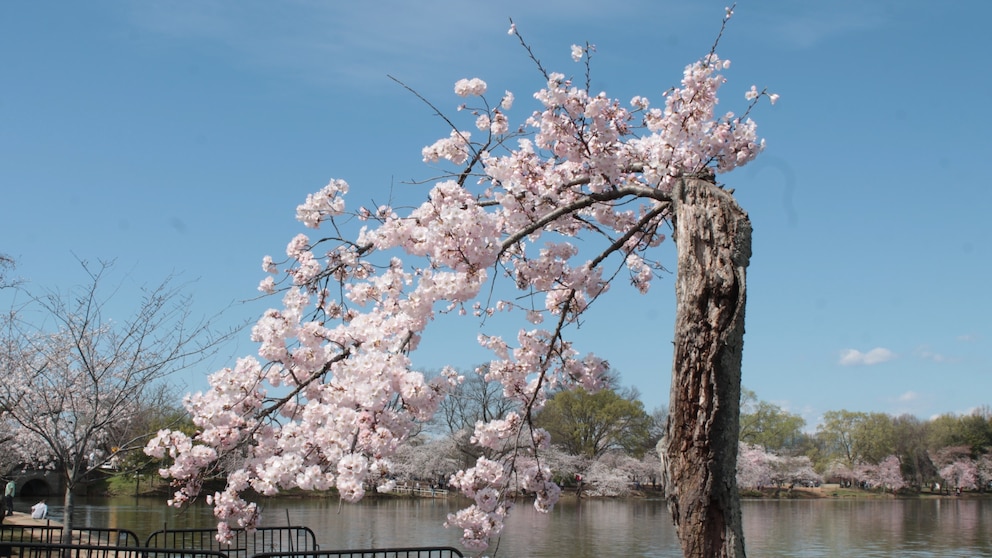 Peak bloom dates for DC's famed cherry blossoms announced - WTOP News