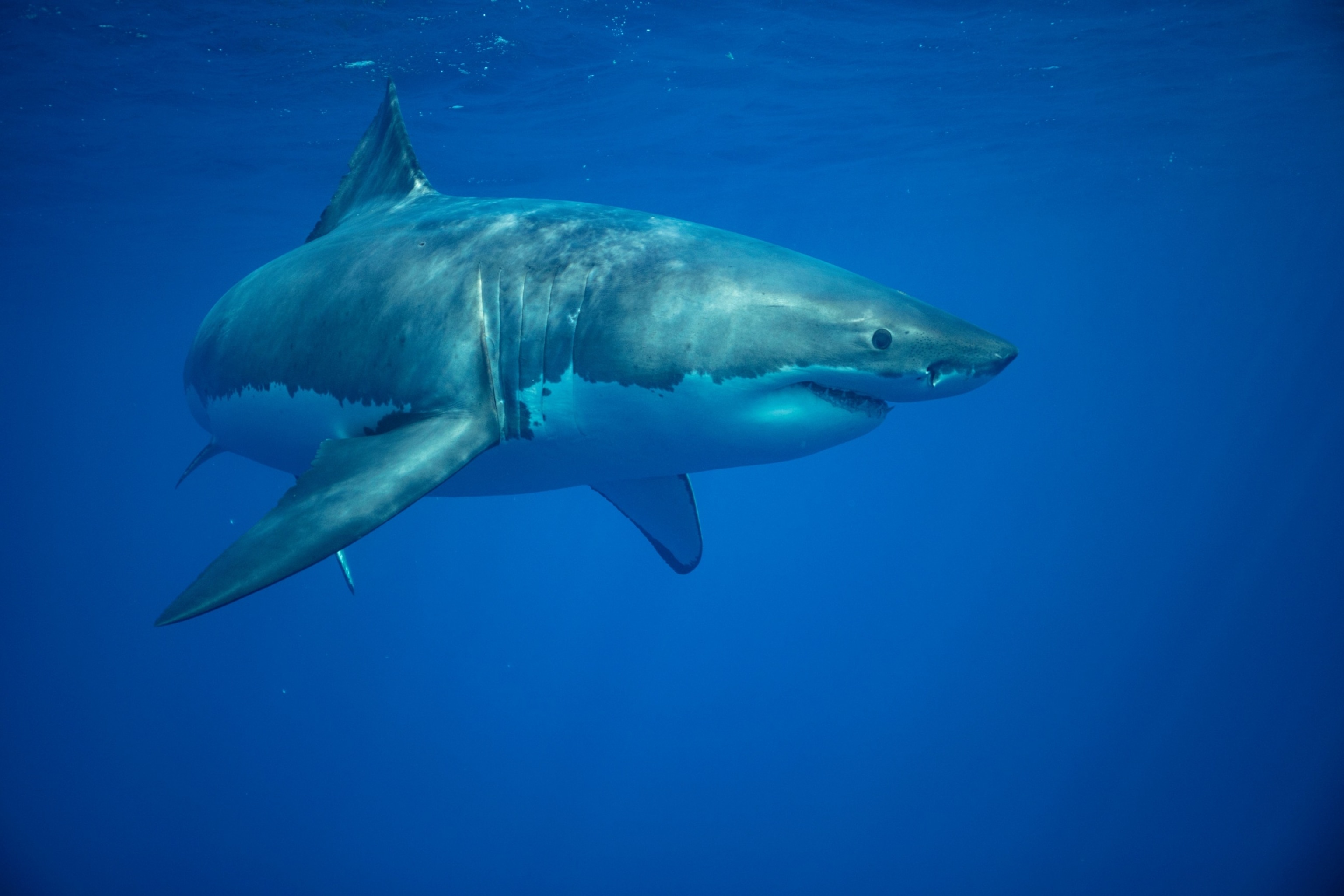 PHOTO: An undated stock photo of Great White Shark.