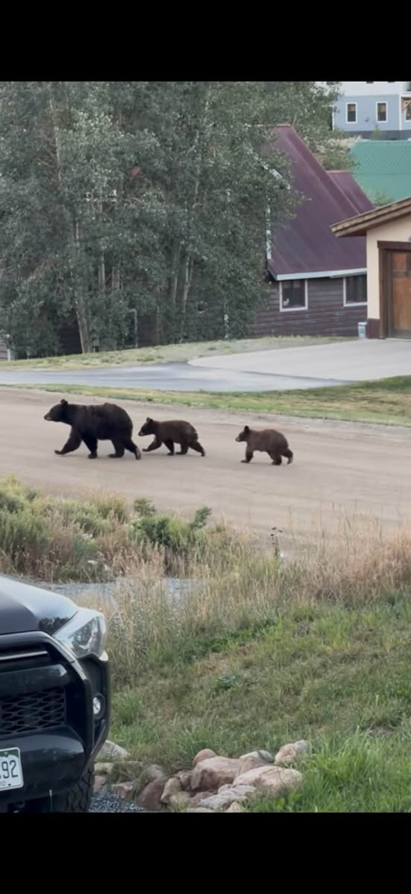 PHOTO: A momma bear and two cubs are spotted roaming near homes in Crested Butte, Colorado, August 18, 2025.