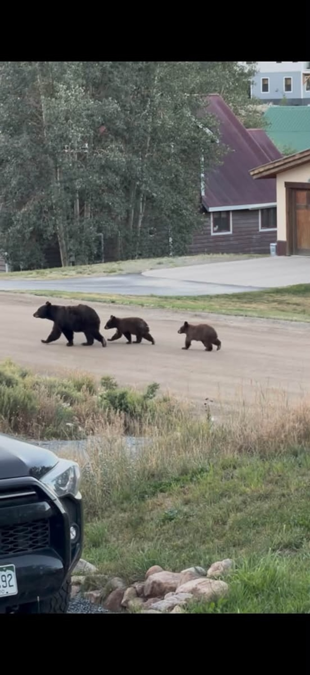 PHOTO: A momma bear and two cubs are spotted roaming near homes in Crested Butte, Colorado, August 18, 2025.