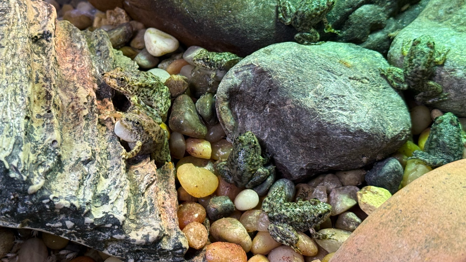 Photograph accompanying Aquarium of the Pacific counts 1,000 mountain yellow-legged frogs released since the 2020 Bobcat Fire