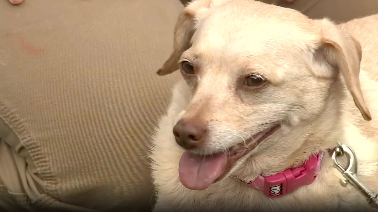 Mississippi chihuahua missing for 5 years reunited with owners after(01)