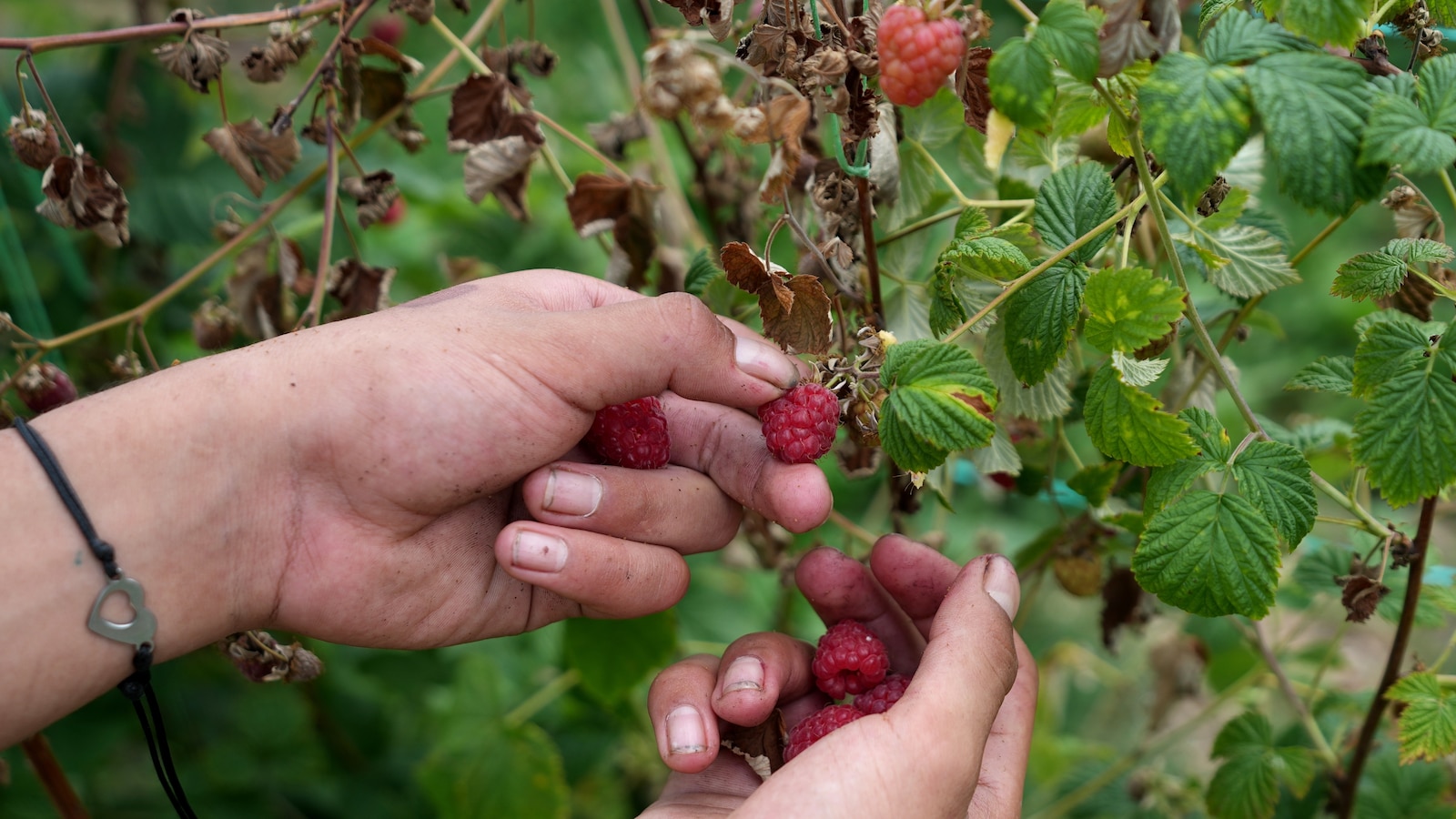  A Serbian town is known for raspberries that are exported around the world