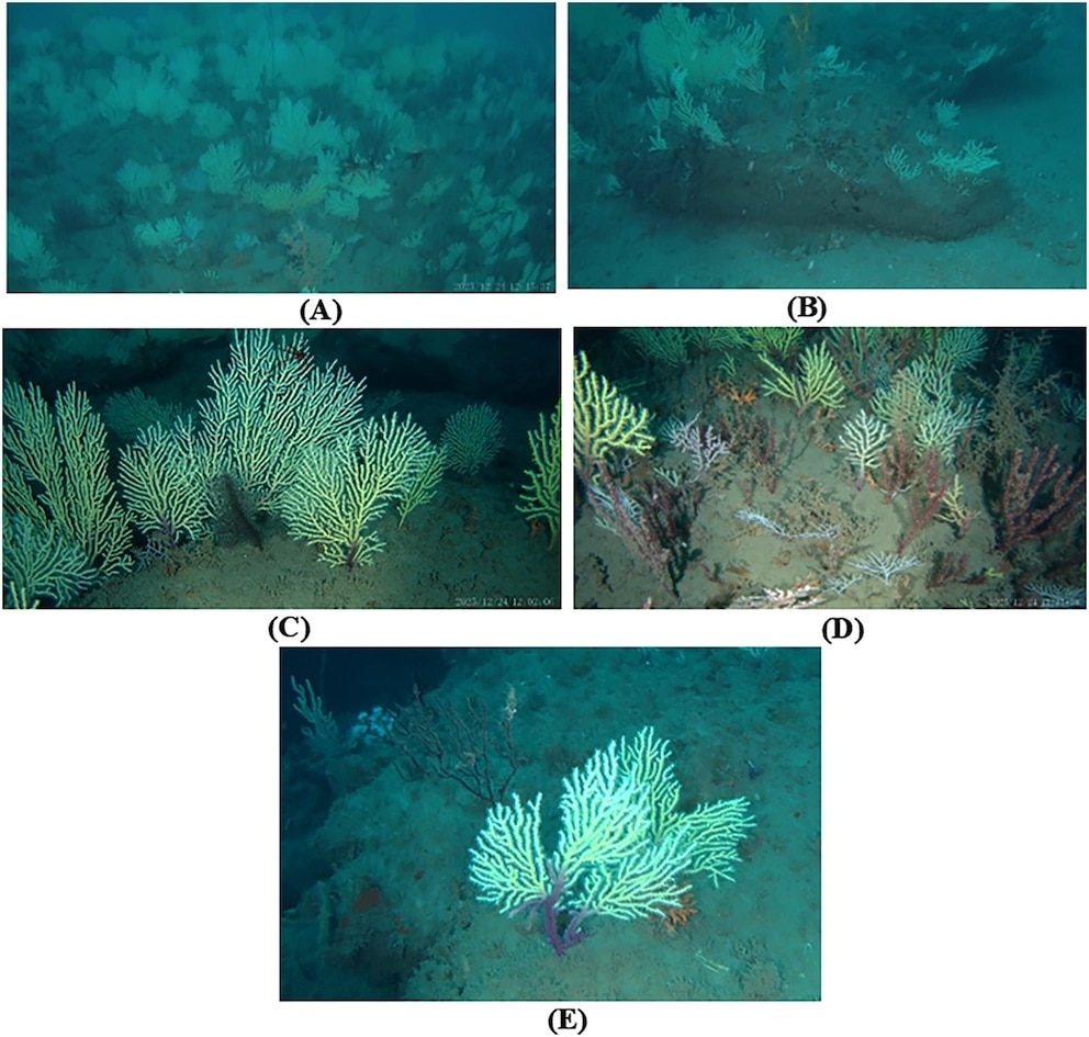 PHOTO: Representative images of mesophotic coral assemblages in area 1.