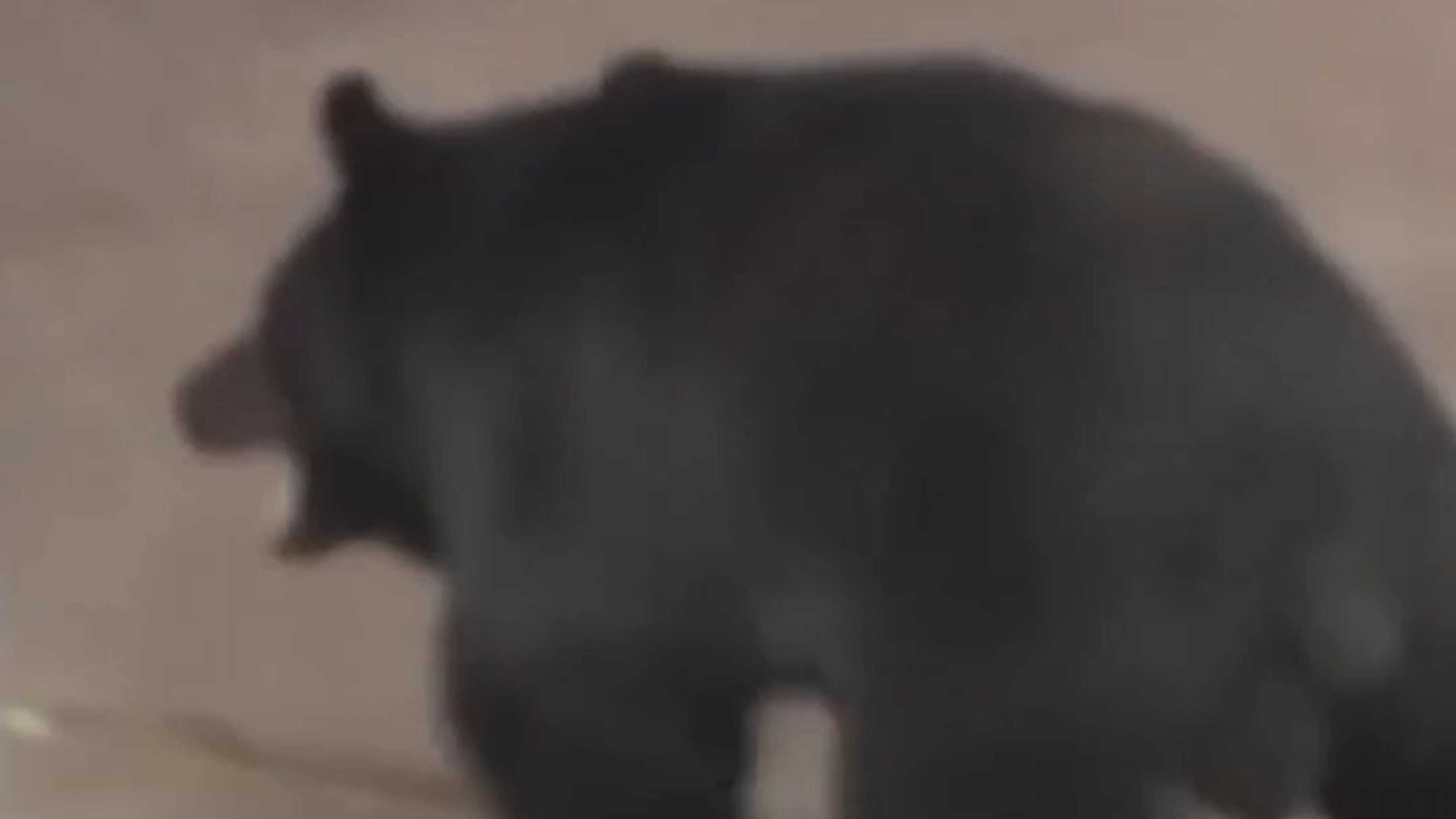 Extremely intelligent' bear in Fukushima makes clever escape - ABC