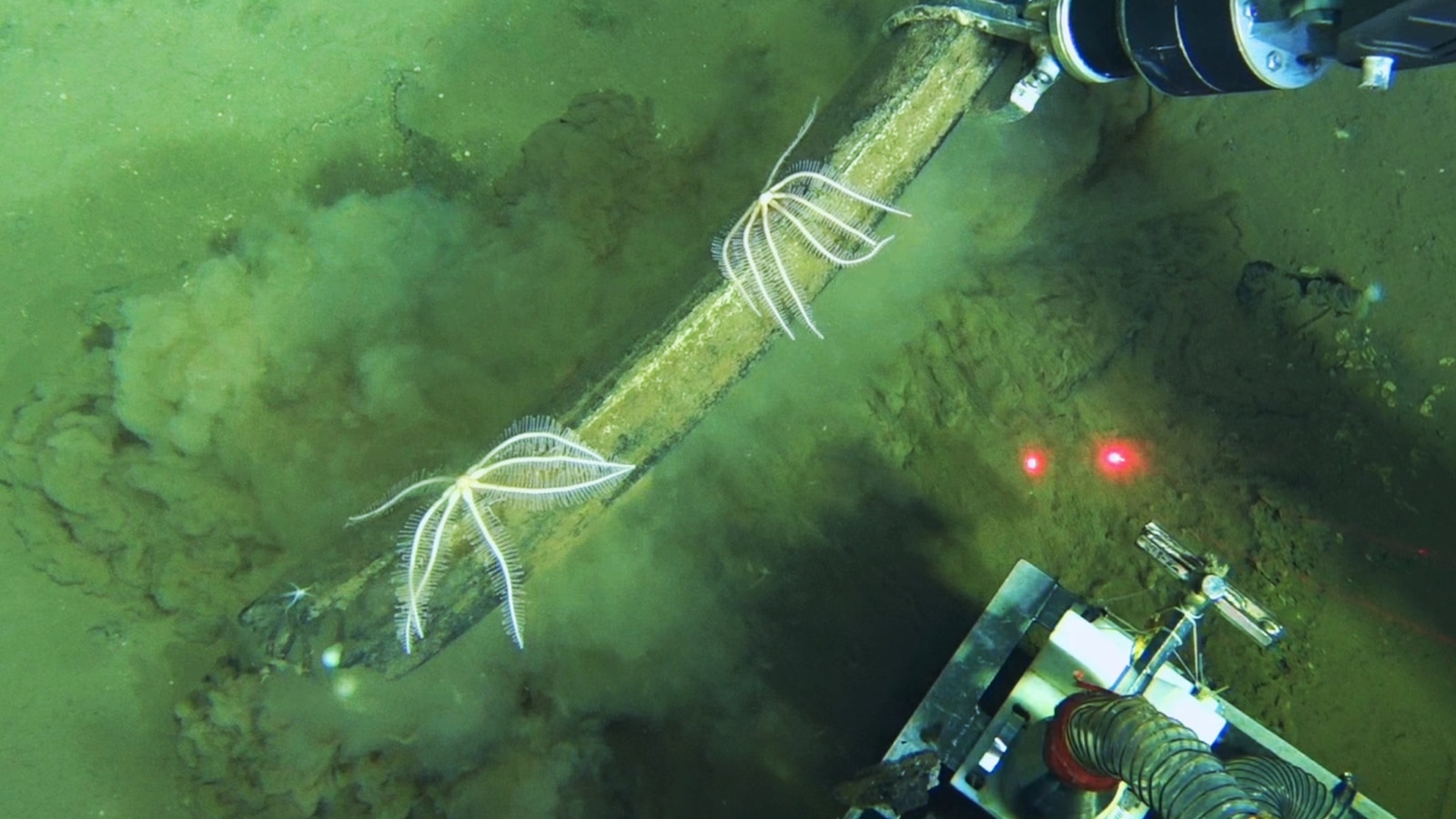 Scientists discover a deep whale graveyard that is teeming with life