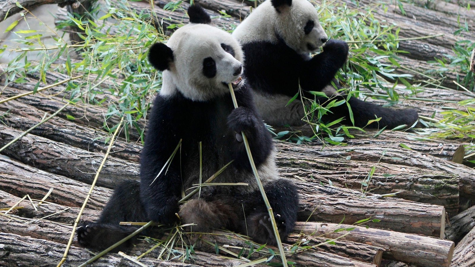 Frankrijk zegt ‘goede reis’ tegen 2 reuzenpanda’s terwijl ze terugkeren naar China
