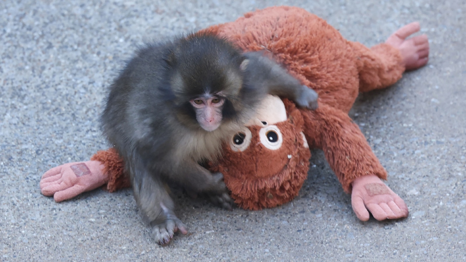 A 7-month-old male macaque monkey named Punch, who was abandoned by his mother shortly after birth spends time with a stuffed orangutan toy at Ichikawa City Zoo and Botanical Gardens in Chiba Prefecture, February 19, 2026.