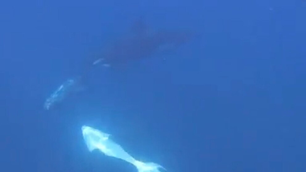 Orcas are called killer whales for a reason. These apex predators are fearsome hunters who employ diverse strategies and work collaboratively when tracking down
