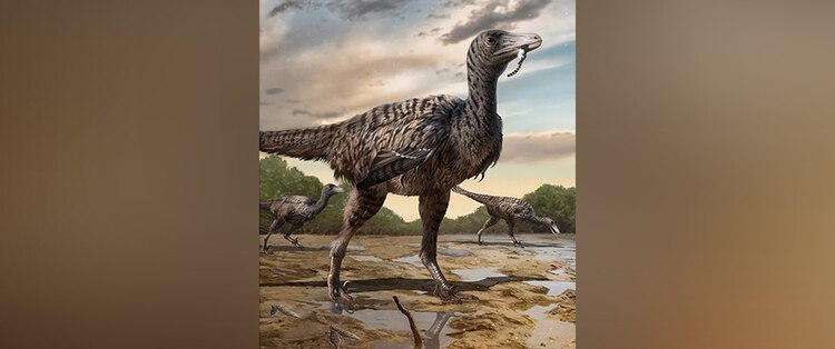 Into the World of Megaraptor: Examining Its Extraordinary Characteristics - Comparison with Other Raptors