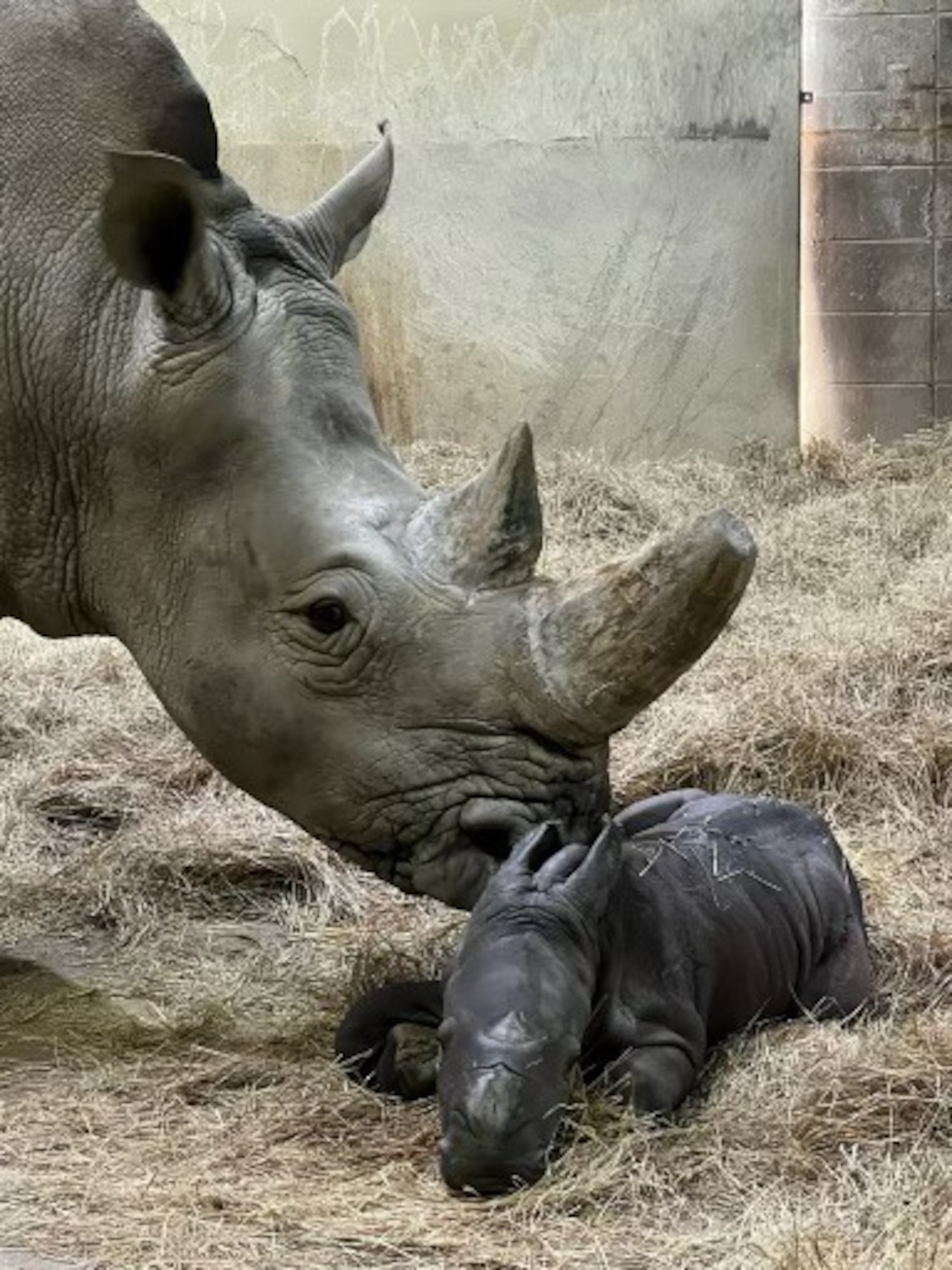 Rare baby white rhino born on Super Bowl Sunday at Indianapolis