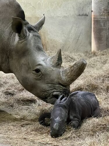 Rare baby white rhino born on Super Bowl Sunday at Indianapolis