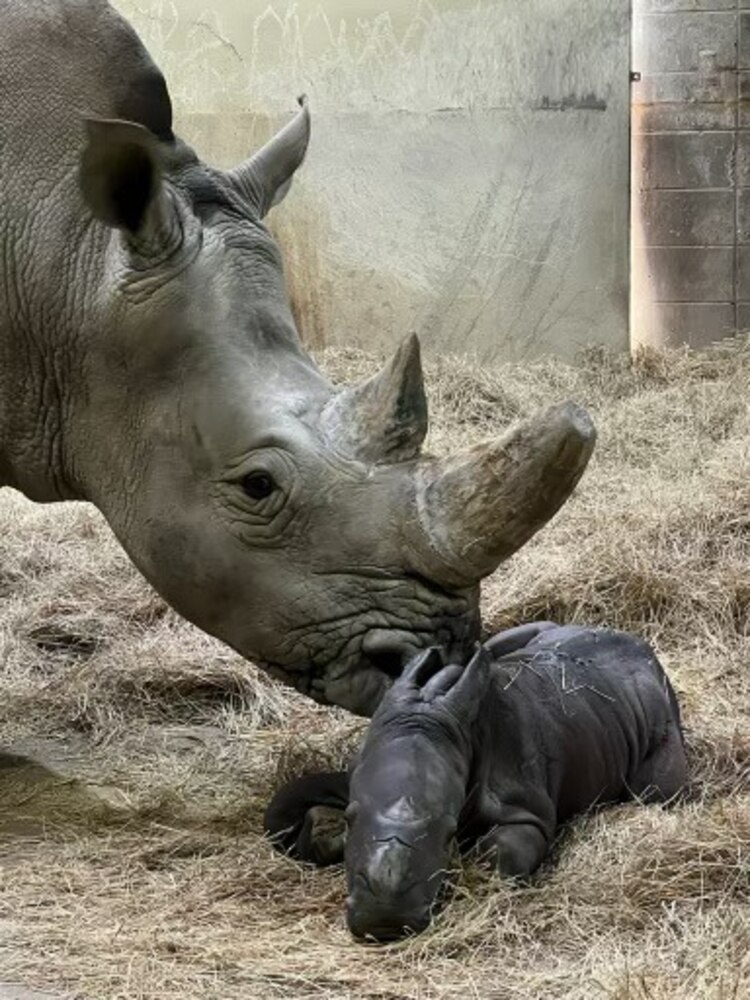 Rare baby white rhino born on Super Bowl Sunday at Indianapolis