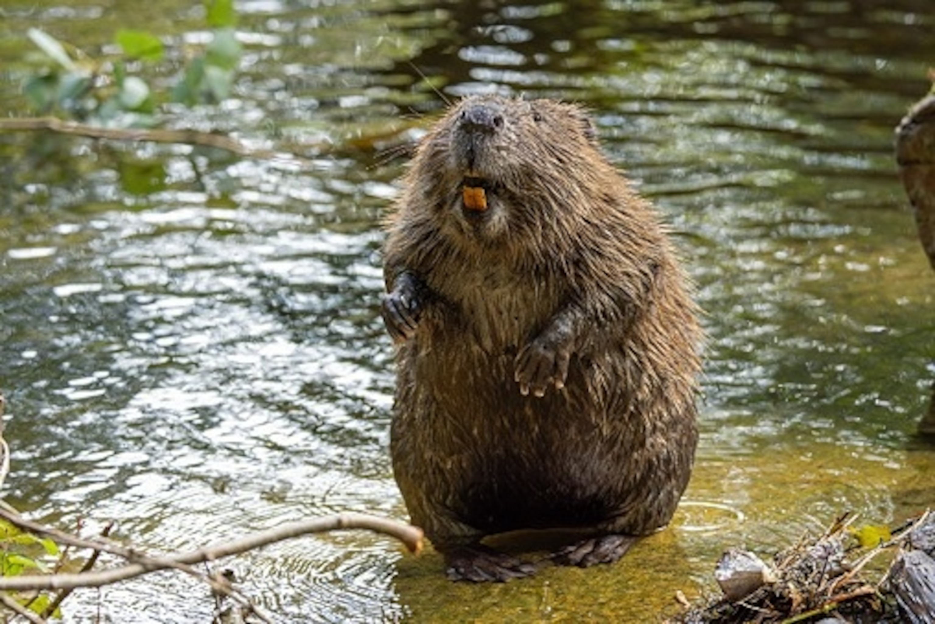 PHOTO: Beavers like the one pictured here have attacked two people, including a 13-year-old swimmer, in a Maryland park, prompting officials to close the park, August 6, 2026.