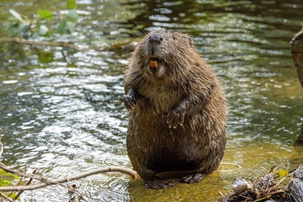 PHOTO: Beavers like the one pictured here have attacked two people, including a 13-year-old swimmer, in a Maryland park, prompting officials to close the park, August 6, 2026.