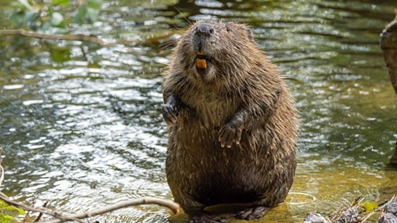 Biting rabid beavers prompt partial closure of popular Maryland park